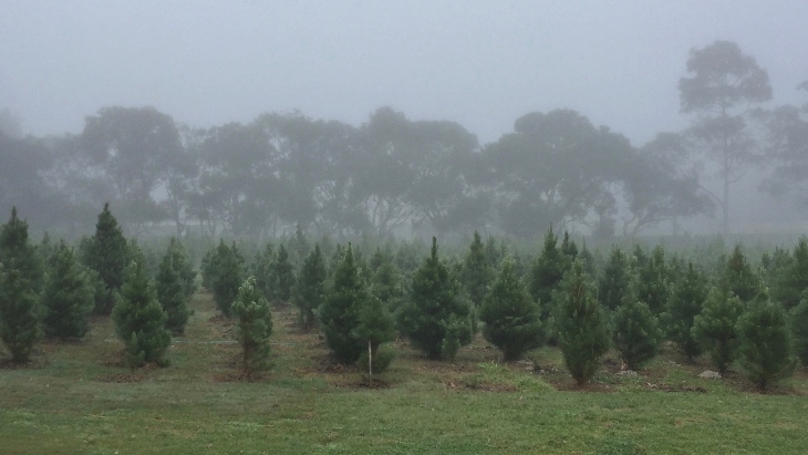 Sydney Christmas Tree Farm