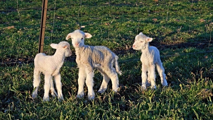 Farm Stay NSW - Pine View Camping & Farmstay
