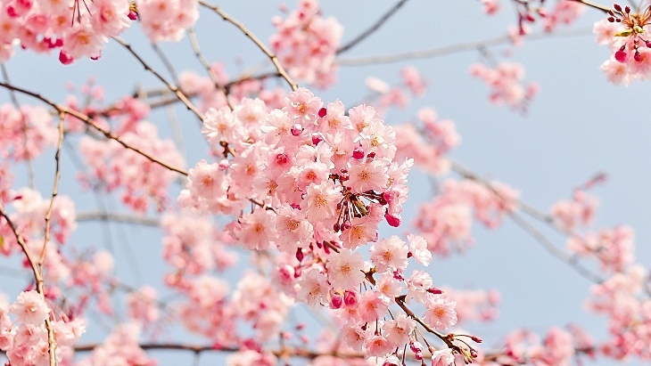 Where To See Cherry Blossoms Near Sydney Ellaslist