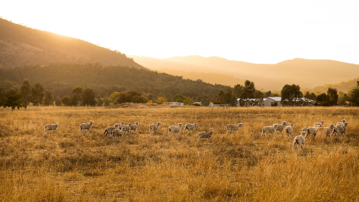Australia Travel - Mudgee