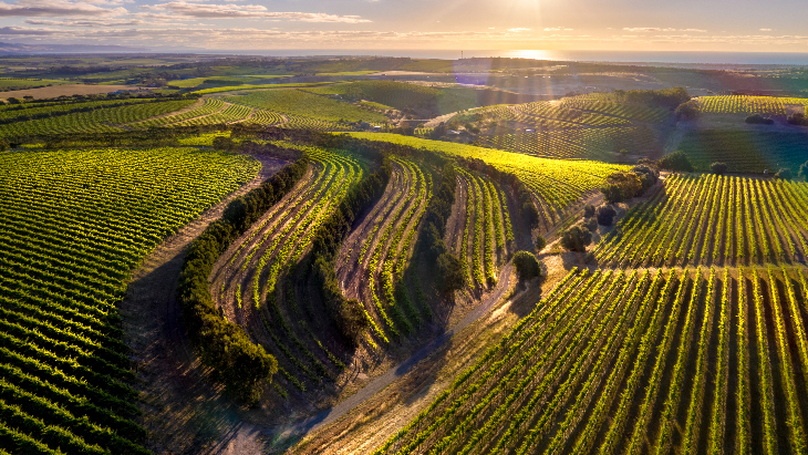 Australia Travel - McLaren Vale