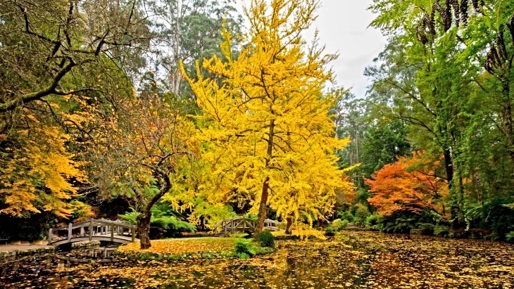 Autumn colours in Melbourne