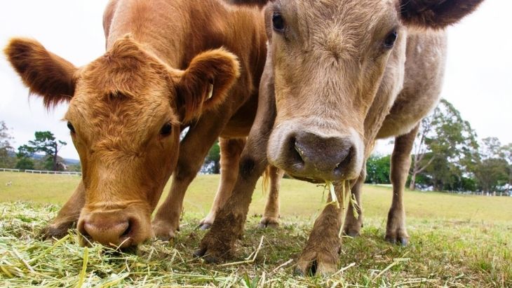 Mowbray Park Farmstay