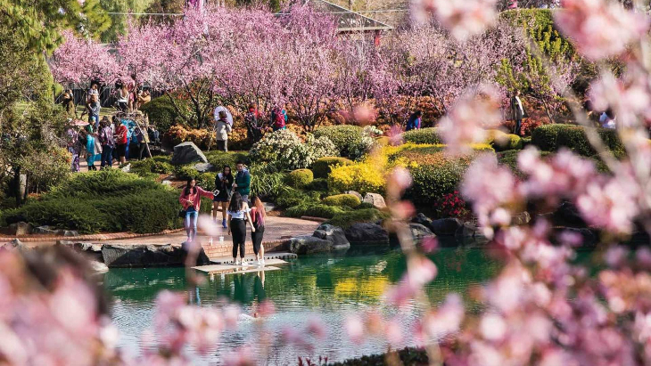 Cherry Blossom Festival Auburn Botanic Garden