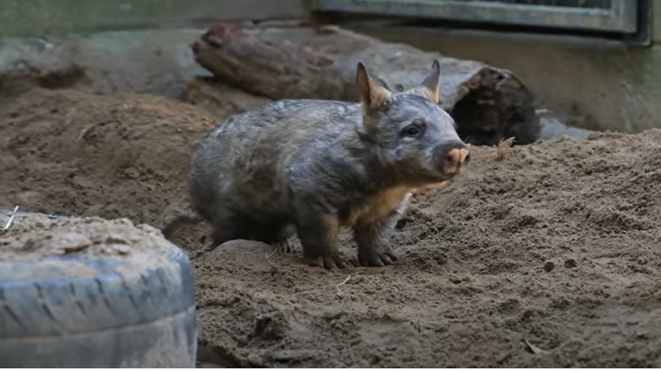 New baby wombat Taronga Zoo