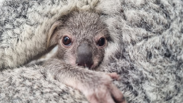 Koala babies at WILD LIFE Sydney