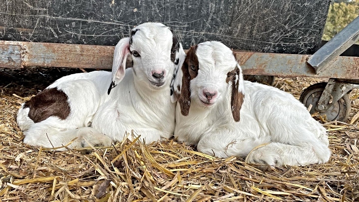 Calmsley Hill City Farm Goats