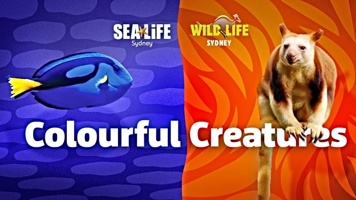 World Of Colour at SEA LIFE Sydney Aquarium and WILD LIFE Sydney Zoo