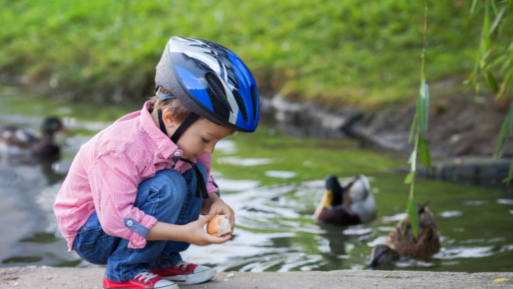 Boy feeding ducks bread