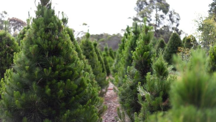 Christmas Tree Farms in Melbourne