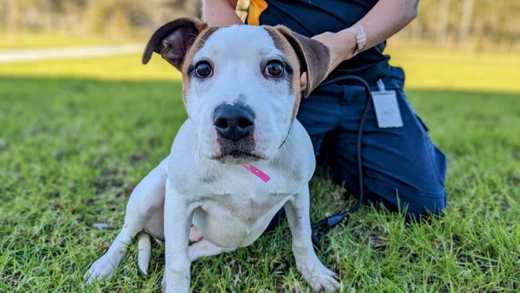 Blacktown Animal Rehoming Centre