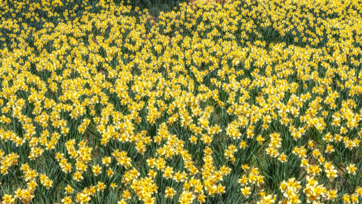Daffodils at the Blue Montains Botanic gardens 