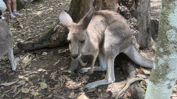 Australia zoo kangaroo feeding