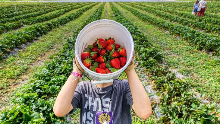 Fruit Picking Near Melbourne