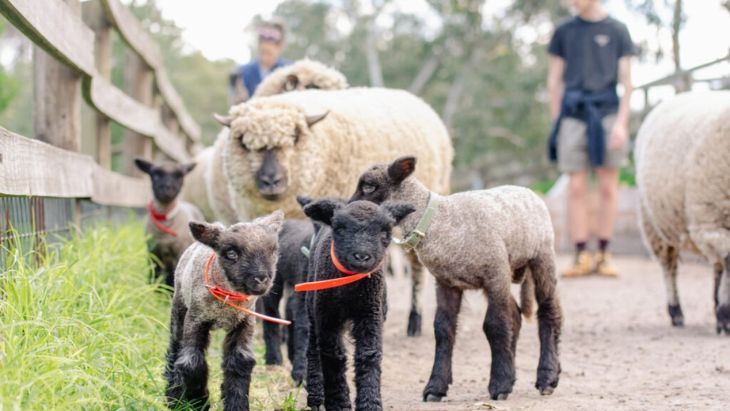 Collingwood Children's Farm