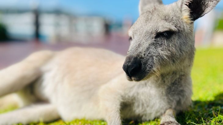 Wallaby Daydream Island