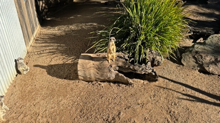 Meerkats