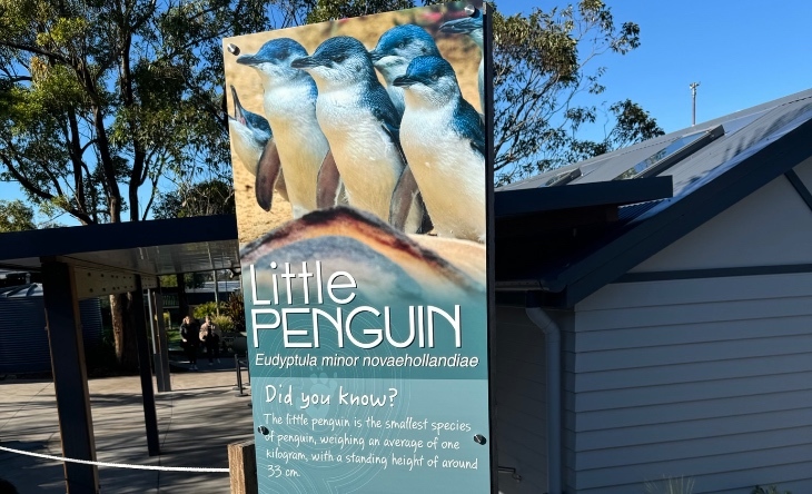 Little Penguin Exhibition