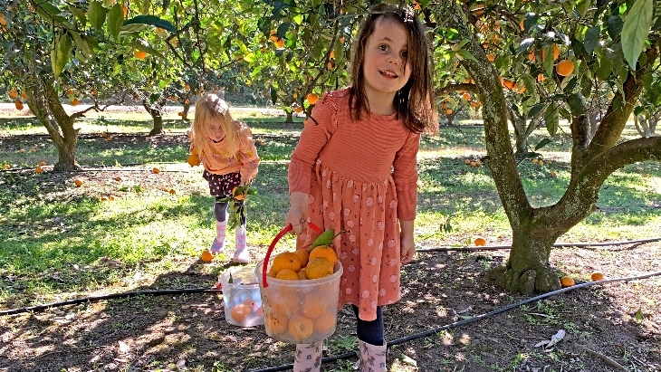 Dooralong: Pick Your Own Oranges