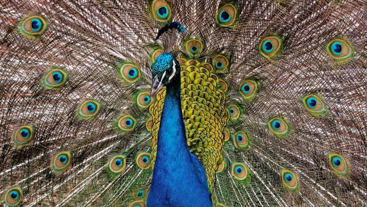 Auburn Botanic Gardens Fauna Reserve