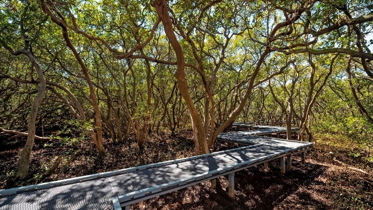 Badu Mangroves