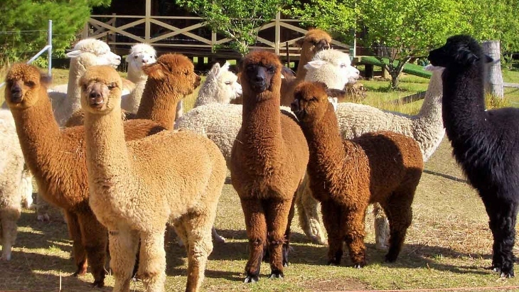 Alpaca feeding near Sydney