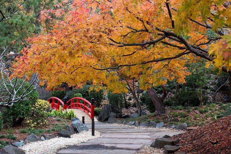 Best Places In Sydney To Go For Autumn Colours And Leaves With