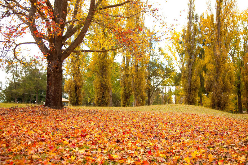 Royal botanic gardens autumn leaves sydney