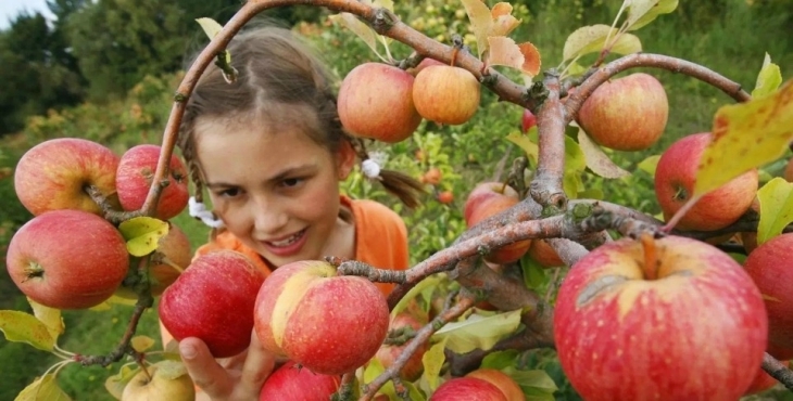 Where To Pick Your Own Apples And Other Autumn Fruit Near Sydney | ellaslist