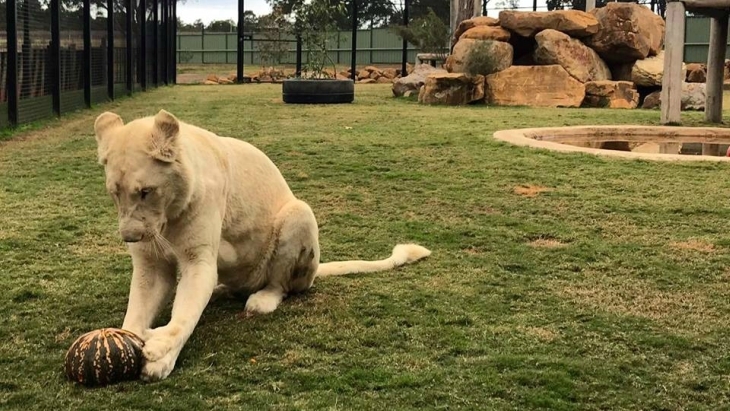 Hunter Valley Zoo