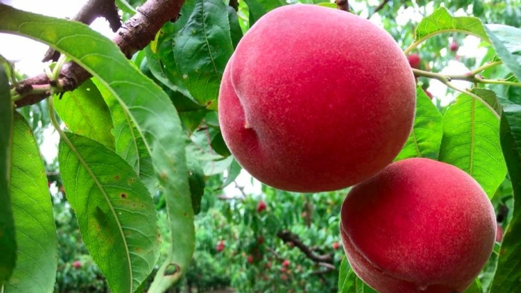 Fruit picking near Sydney