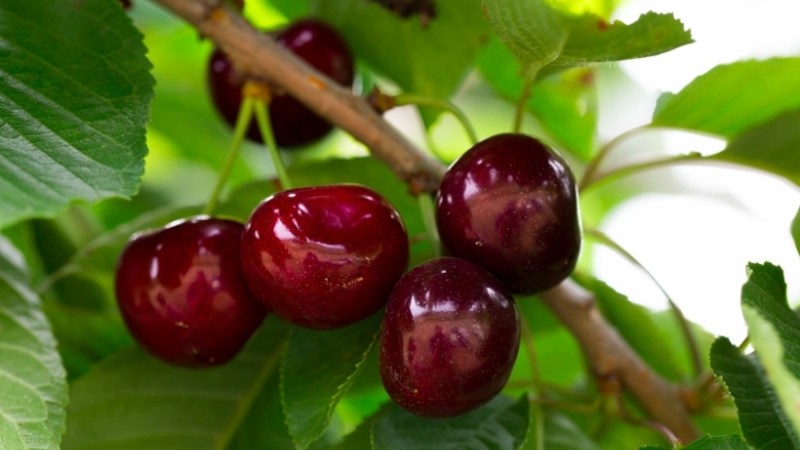 Cherry picking near sydney