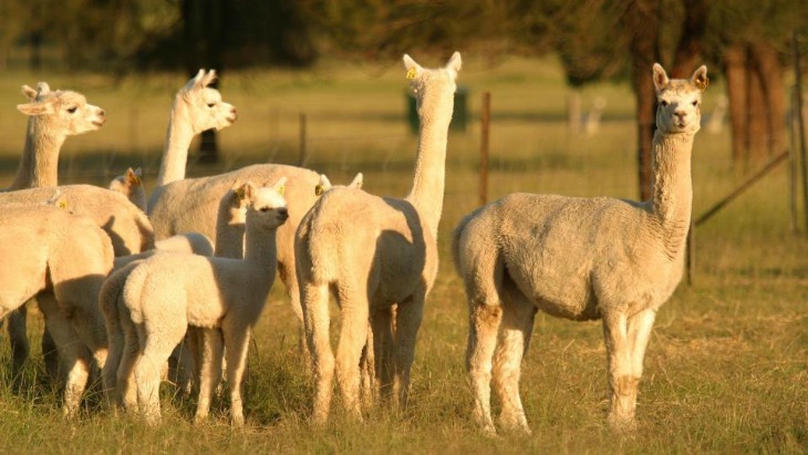 Starline Alpacas Farmstay 