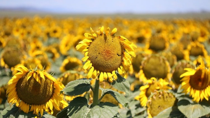 Sunflowers near Sydney