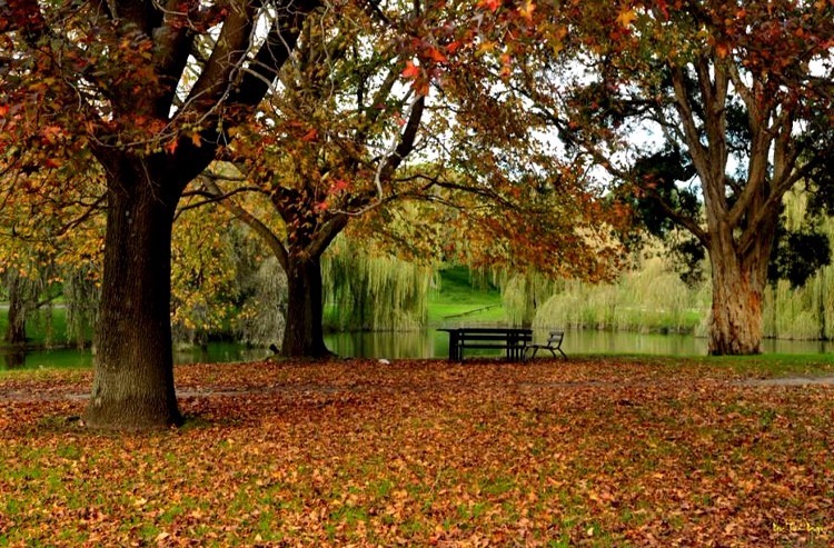 Best Places In Sydney To Go For Autumn Colours And Leaves With