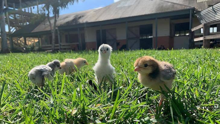 Farm Stay NSW - Calmsley Hill City Farm