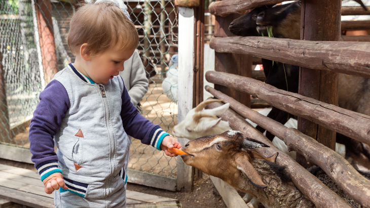 10 of the Best Animal Activities and Petting Zoos in Sydney | ellaslist