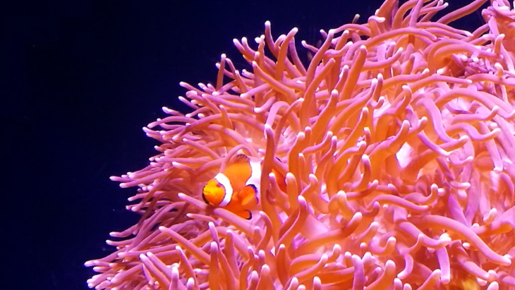 We Go In Search Of Colourful Creatures at SEA LIFE Sydney Aquarium |  ellaslist