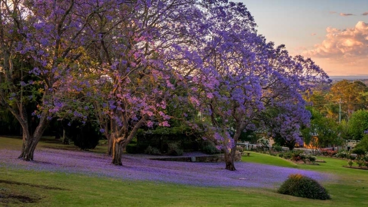 The Camden Jacaranda Festival is Back in 2021! | ellaslist