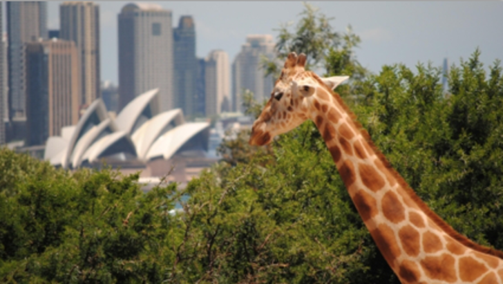 Taronga zoo kids families
